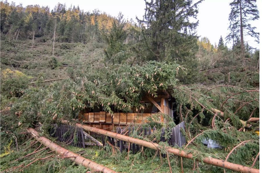 Umgeknickte Bäume liegen auf einer Waldhütte.