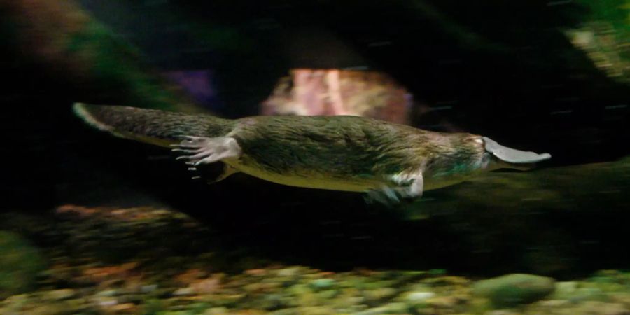 Ein Schnabeltier in einem Zoo in Sydney (AUS).