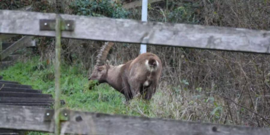 Ein 8- bis 9-jähriger Steinbock verirrte sich in St. Gallen auf die Autobahn.