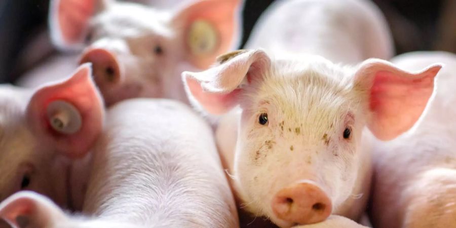 Mehrere Ferkel stehen in einer Box in einer Schweinezuchtanlage in Losten (D).