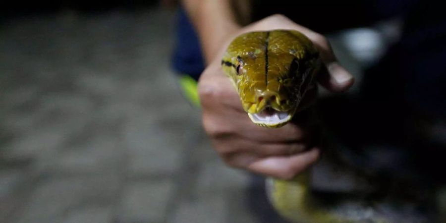 Ein thailändischer Feuerwehrmann hält einen Python.