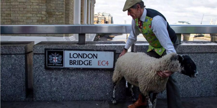 Die London Bridge wird von Schafen besetzt.