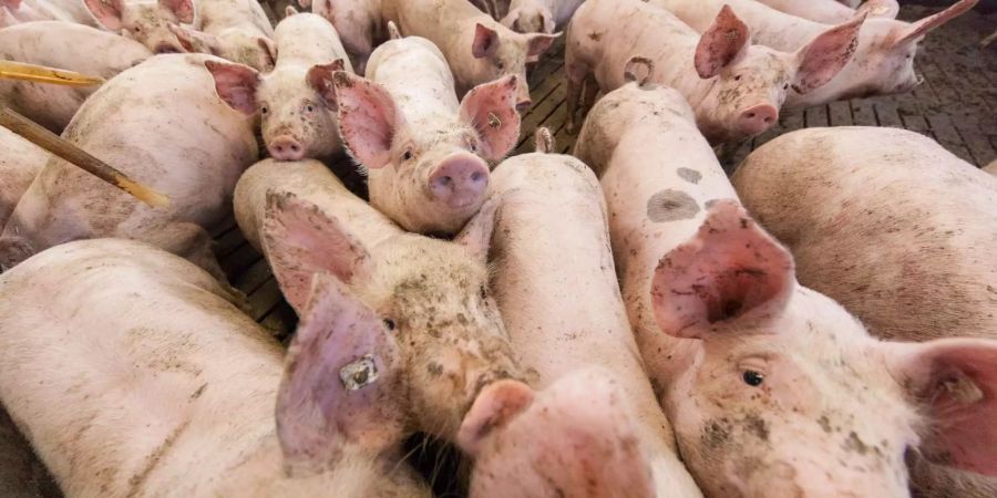 Schweine stehen in einem Stall.