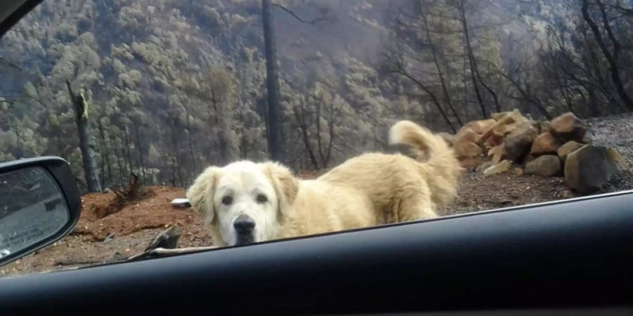 Wachhund Madison empfängt ihr Frauchen Andrea Gaylord.