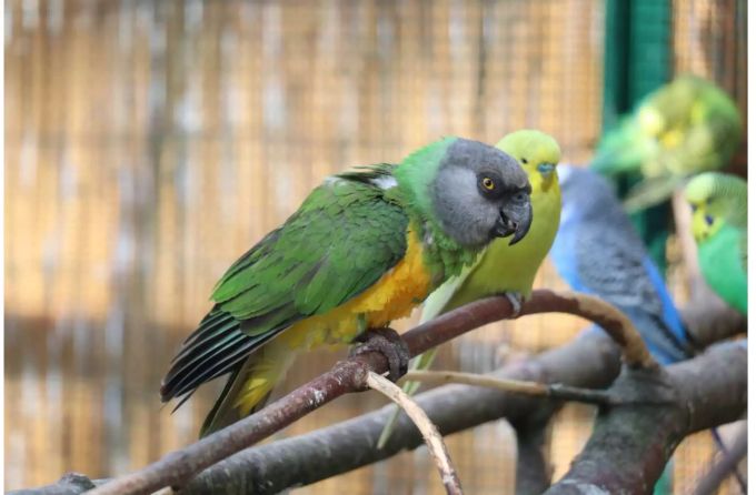 In der begehbaren Papageienvoliere kann man die Tiere aus der Nähe betrachten. Schlange