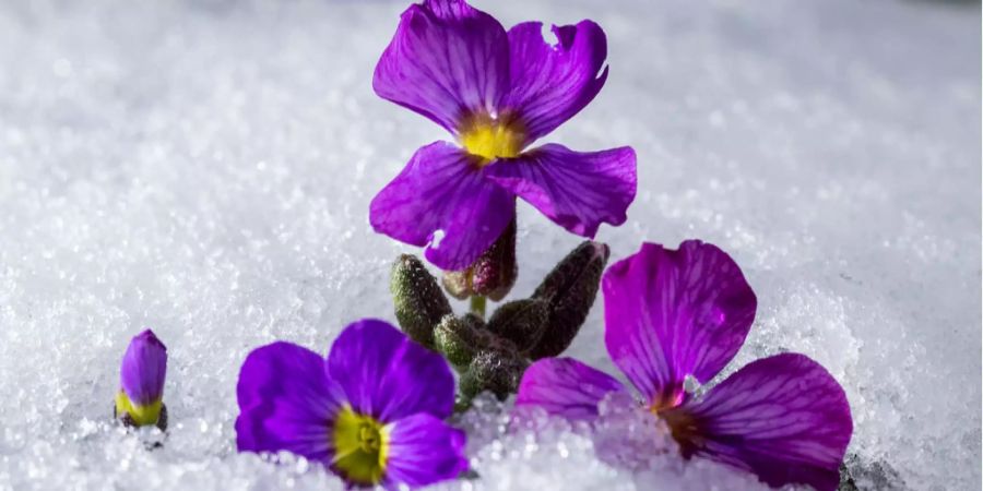 Der Frühling schaut am Wochenende in der Schweiz vorbei.