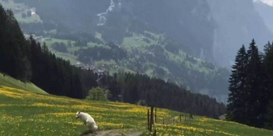 Auf dem Video ist Wengen BE und Sylvia Michels Hund Rasta zu sehen.