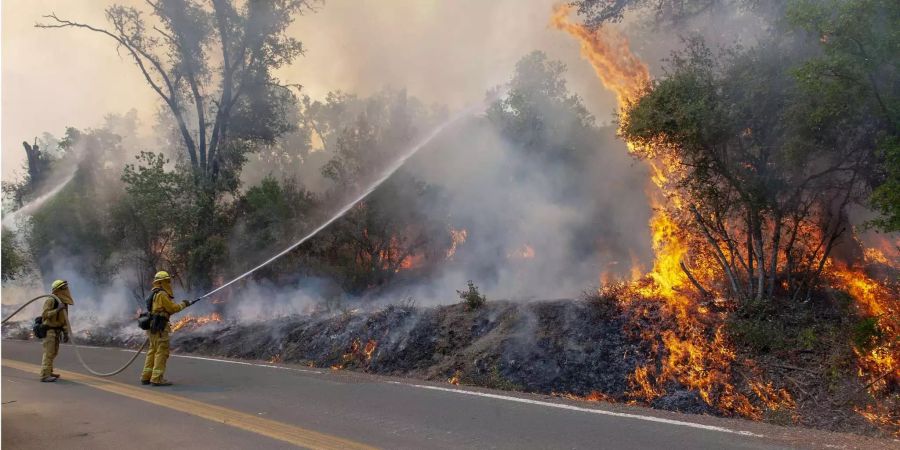 Lucerne, USA: Feuerwehrleute bespritzen einen Baum mit Wasser während einer Ausbrennoperation auf der Scott's Valley Road in Lake County California, um die Ausbreitung des River Fire zu stoppen.