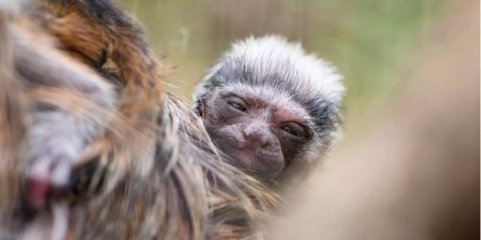 Basler Zoo - Drillingsgeburt bei den Lisztäffchen