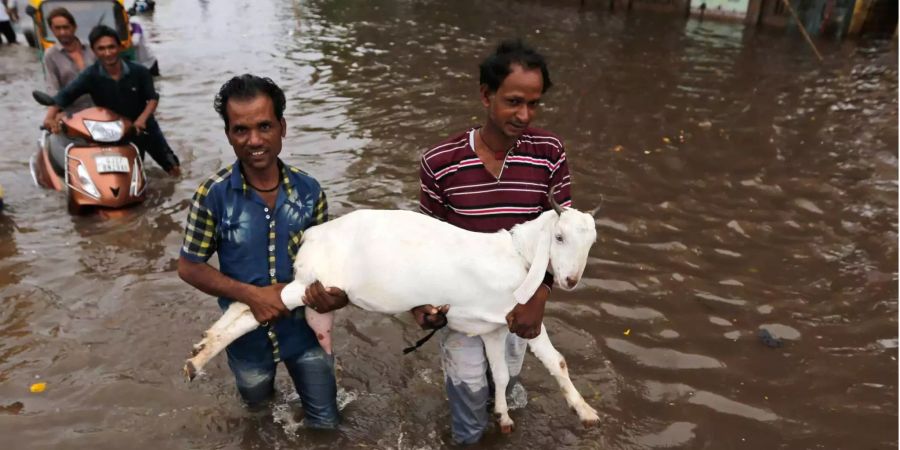 Zwei Männer bringen eine Ziege in den überfluteten Strassen vom südindischen Ahmadabad in Sicherheit.