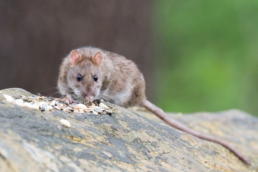 Bei den Meldungen war laut der Polizei bisher von fünf bis zehn Ratten die Rede. (Symbolbild)