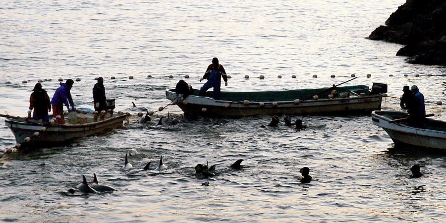 Delfine wurden bei einer Treibjagd in eine Lagune getrieben, aufgenommen in der Walfang-Stadt Taiji.