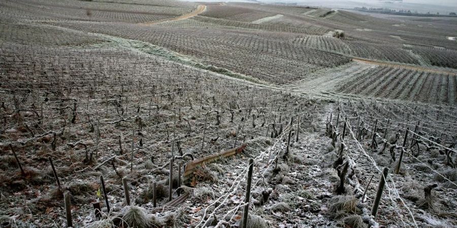 Weinberge in Frankreich