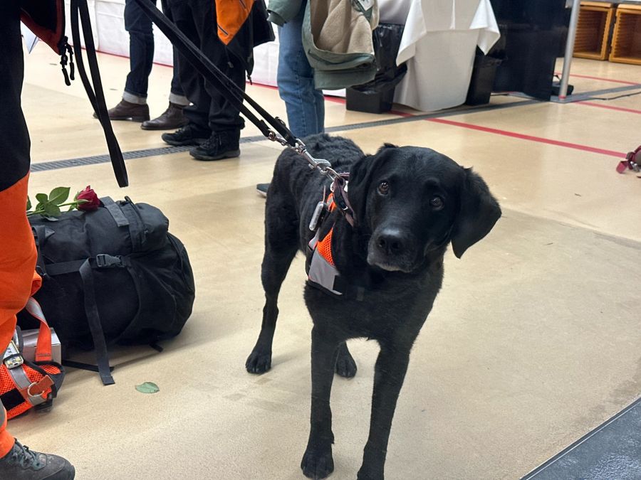 Die Verfassung der Hunde ist laut Catherine Perren von Redog «sehr gut».