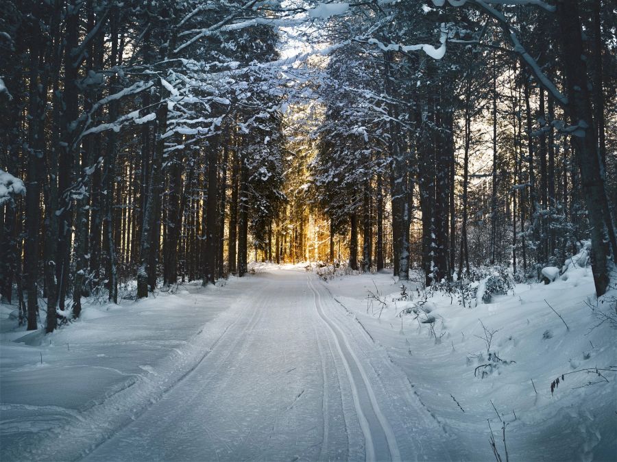 Langlaufpiste durch den Wald