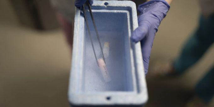 Ein Sanitäter zeigt eine Spermaprobe in einem in flüssigem Stickstoff gelagerten Röhrchen in der Fruchtbarkeitsklinik IVMED in Kiew, Ukraine, Dienstag, 31. Januar 2023. Einige ukrainische Soldaten wenden sich dem Verfahren des Einfrierens von Sperma zu, da sie mit der Möglichkeit konfrontiert sind, dass sie vielleicht nie nach Hause zurückkehren. Sperma