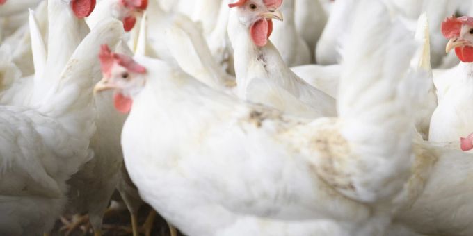Vogelgrippe - Argentinien stoppt Ausfuhr von Geflügel und Eiern
