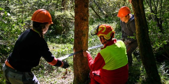 Unter genauer Anleitung des Gruppenleiters kam der Baum zum Fallen. Tierpark Goldau.