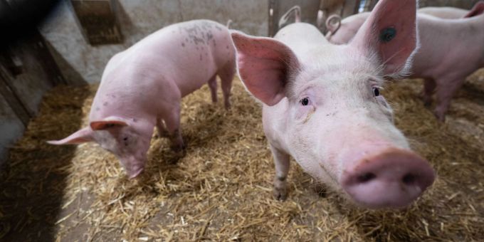 Schweine stehen in der Bucht eines Stalls. (Symbolbild) Schweine