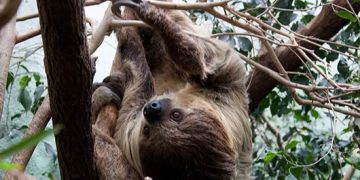 Faultier im Zoo Zürich