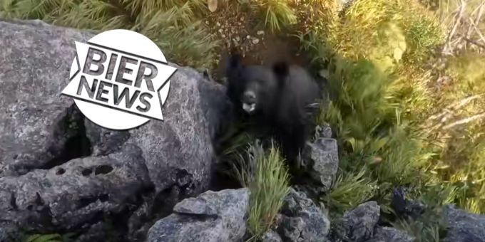 Attacke im Video - Bergsteiger vertreibt aggressiven Bären mit Fusskick