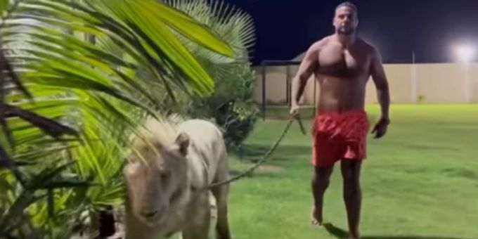 Kölner Boxer mit Löwe - Tyson Fury wird auf kuriose Art herausgefordert