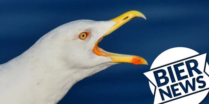 Essen geklaut - Irland will Aggro-Möwen mit Verhütungsmitteln füttern