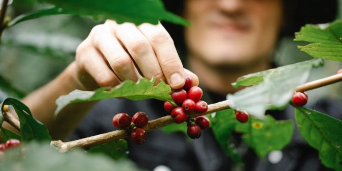 Hand Kaffeepflanze Kaffeekirsche rot Mann