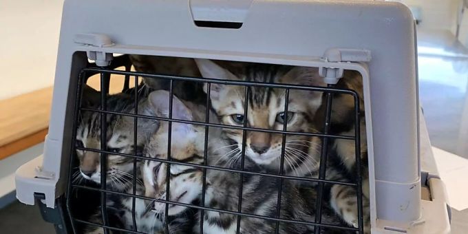 Von Portugal in die Schweiz: Die Katzen verbrachten mindestens 18 Stunden zusammengepfercht in den Käfigen. Von Portugal in die Schweiz: Die Katzen verbrachten mindestens 18 Stunden zusammengepfercht in den Käfigen.