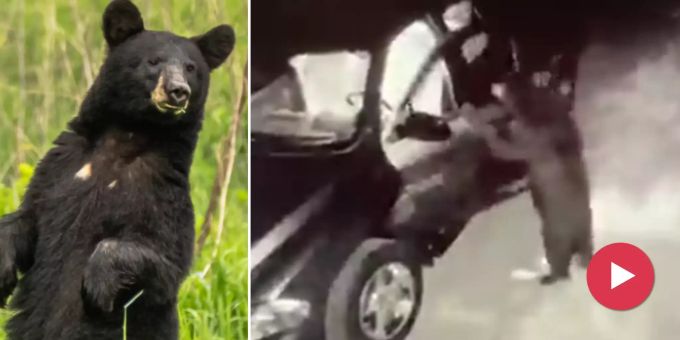 Täter gefunden! - Cleverer Bär knackt in den USA reihenweise Autos