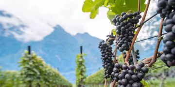 Schweizer Wein Jahrgang 2020