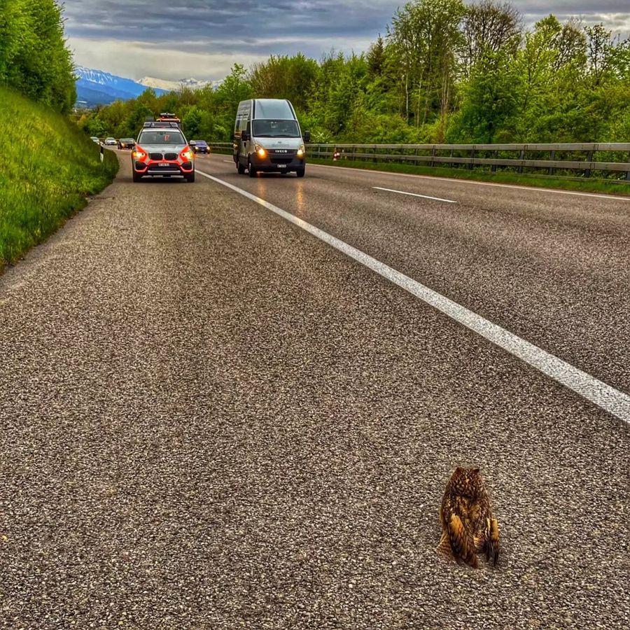 a6 Eule polizei