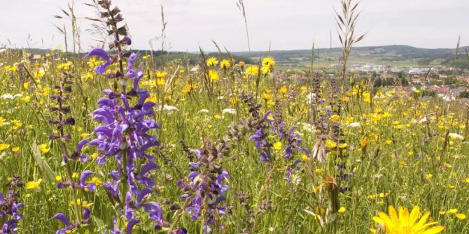 Biodiversität und Tierschutz