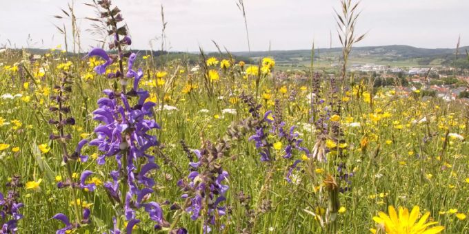 Die Biodiversität soll genauer überwacht werden. Biodiversität