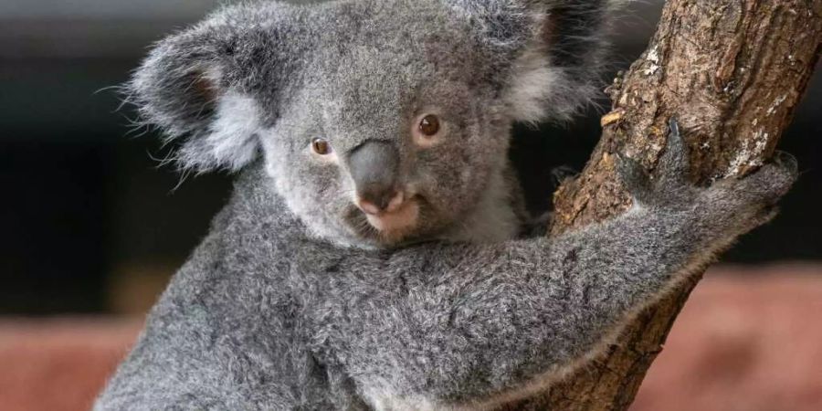 Das knapp vier Jahre alte Koalaweibchen Pippa ist im Zoo Zürich gestorben. Es litt vermutlich an einer durch Retroviren ausgelösten Leukämie. (Archivbild)