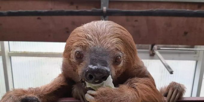 Jan, das Faultier aus dem Krefelder Zoo, ist laut Guinness Buch der Rekorde das älteste in Gefangenschaft lebende Faultier der Welt. Foto: --/Zoo Krefeld/dpa Jan, das Faultier aus dem Krefelder Zoo, ist laut Guinness Buch der Rekorde das älteste in Gefangenschaft lebende Faultier der Welt. Foto: --/Zoo Krefeld/dpa