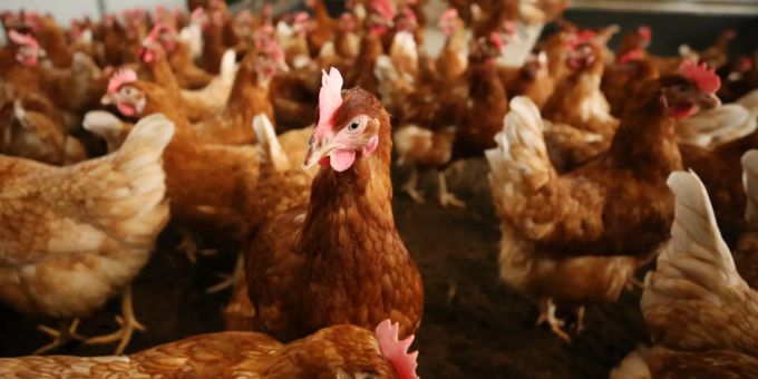 Mitarbeiter einer russischen Hühnerfarm haben sich mit der Vogelgrippe infiziert. (Symbolbild) vogelgrippe h5n1