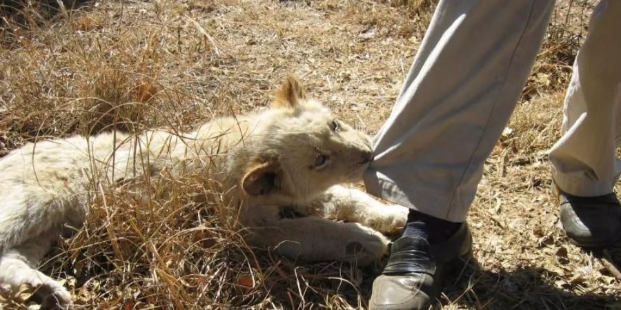 In Südafrika gehen auch deutsche Jäger gern in privaten Gehegen auf die Pirsch. Damit soll künftig Schluss sein. Foto: Ralf Krüger/dpa