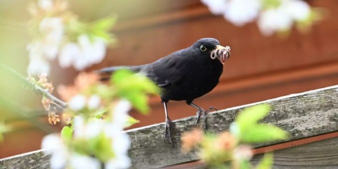Eine Amsel mit Wurm im Schnabel Eine Amsel mit Wurm im Schnabel
