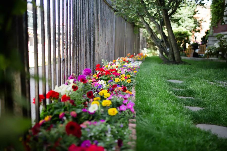 Einjährige Sommerblumen benötigen aber während der ganzen Saison genügend Nährstoffe.