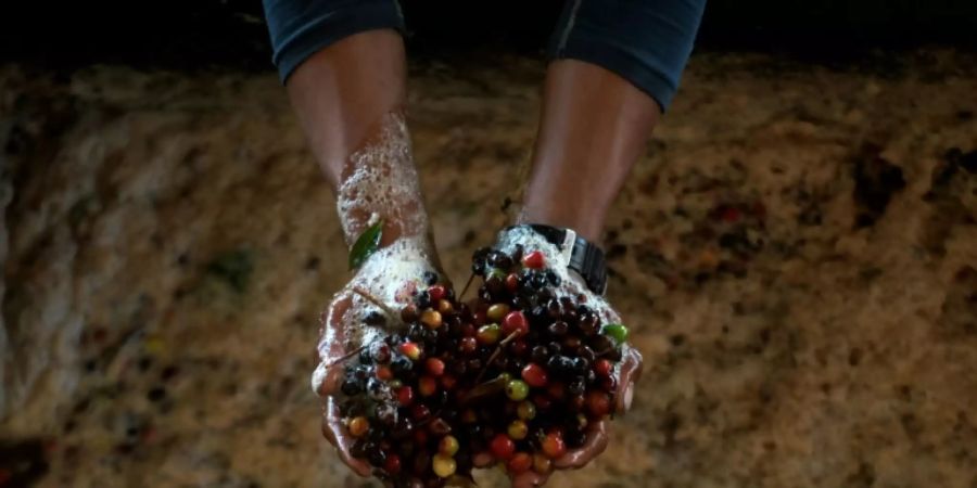 Bauer mit Kaffeefrüchten in Guatemala