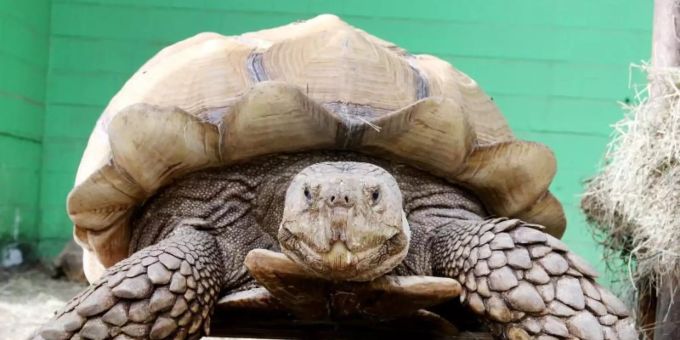 Das rund 100 Kilogramm schwere Schildkrötenmännchen Helmuth bewegt sich auf seinem Rollbrett durch das Gehege. Foto: Roland Weihrauch/dpa Das rund 100 Kilogramm schwere Schildkrötenmännchen Helmuth bewegt sich auf seinem Rollbrett durch das Gehege. Foto: Roland Weihrauch/dpa
