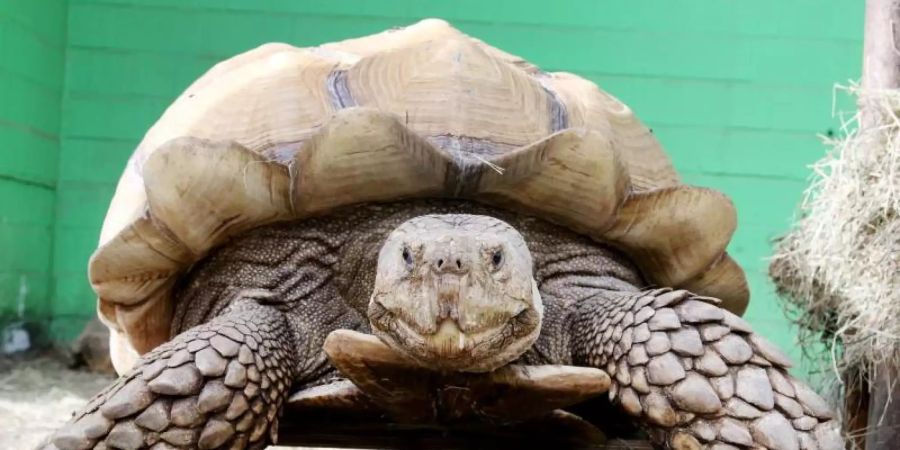 Das rund 100 Kilogramm schwere Schildkrötenmännchen Helmuth bewegt sich auf seinem Rollbrett durch das Gehege. Foto: Roland Weihrauch/dpa