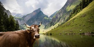 Visionäre Ideen - Vegane Schweiz? So könnte sie aussehen Visionäre Ideen - Vegane Schweiz? So könnte sie aussehen