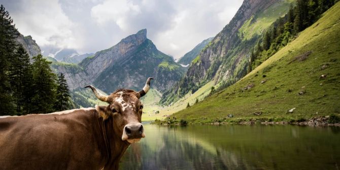 Kuh Schweizer Berge