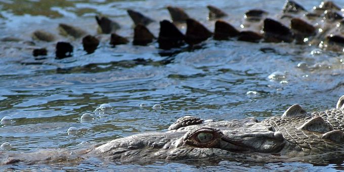 Ein weibliches Krokodil in Costa Rica hat sich selbst geschwängert. (Symbolbild) Weibliches Krokodil