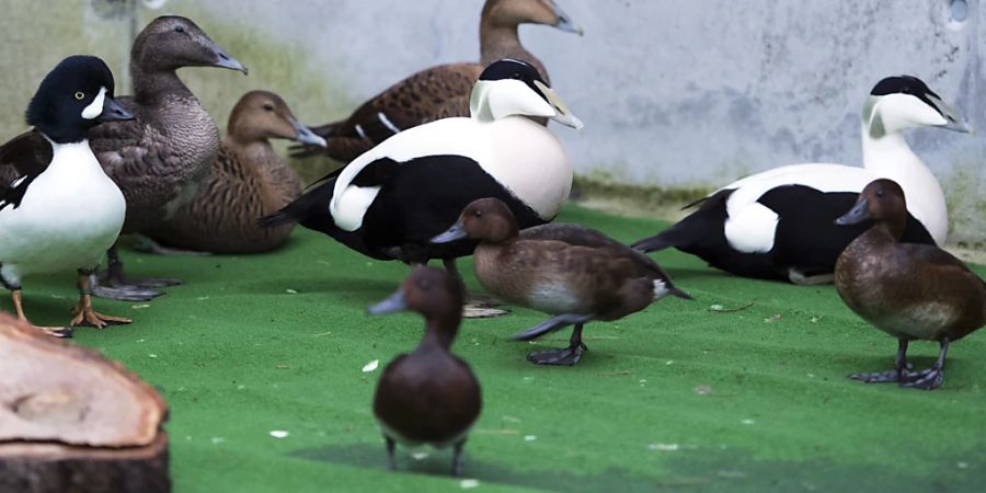 Der Bund hebt alle Massnahmen zur Eindämmung der Vogelgrippe per Anfang Mai auf. Im Bild: Enten in einem Quarantäne-Gehege im Tierpark Dählhölzli in Bern. (Archivbild)