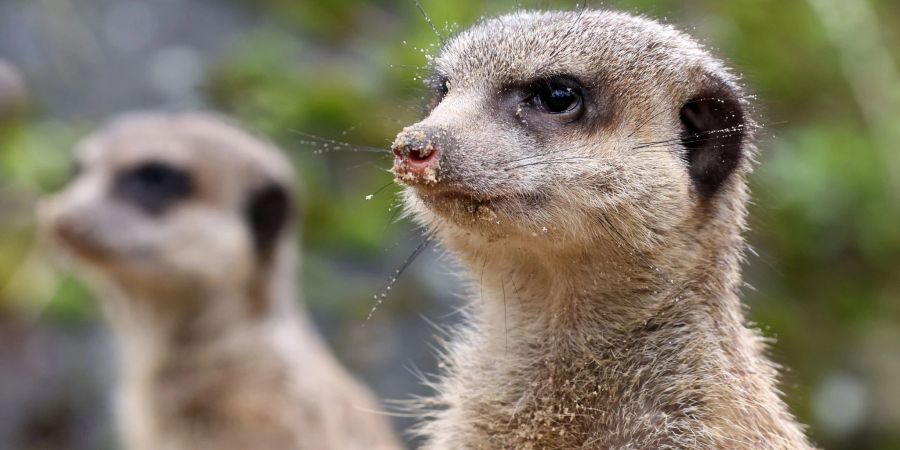 Der neue Familienclan besteht aus einem Weibchen und drei Männchen.