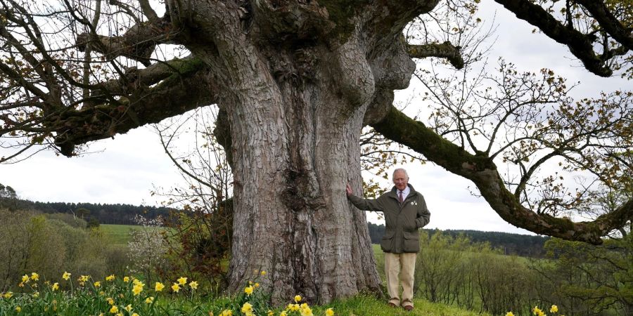 König Charles III. bedankt sich für die Beteiligung an der Initiative namens «Queen's Green Canopy» (QGC).