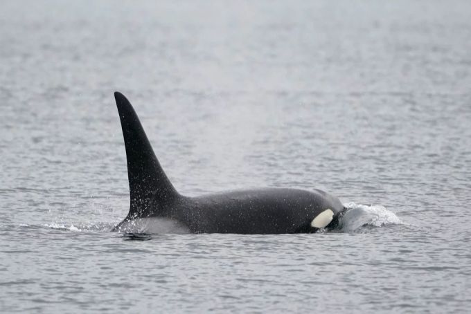Orca